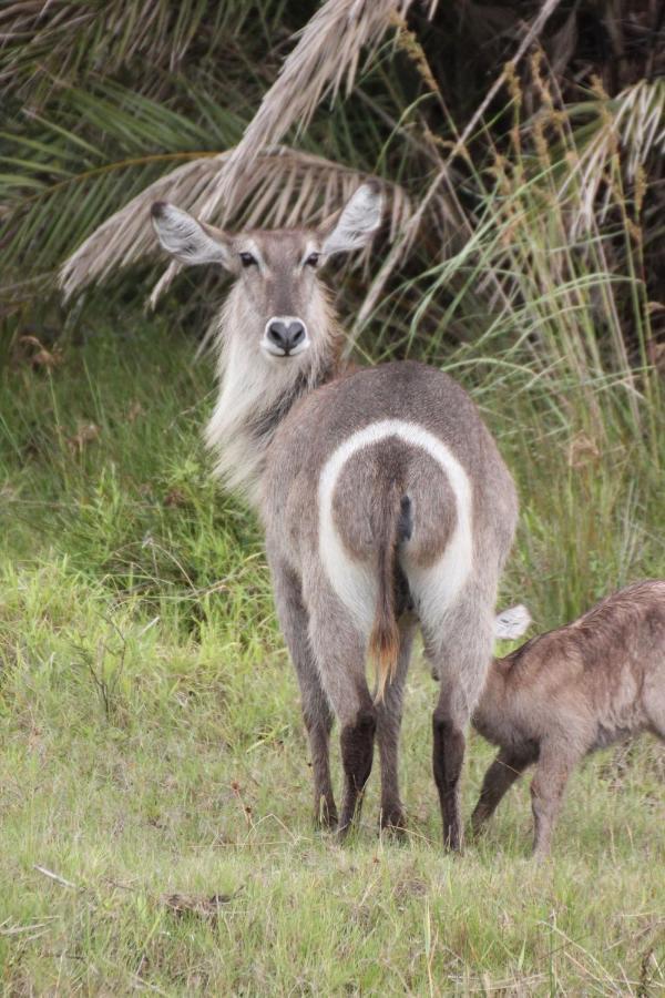 Manzini Chalets Saint Lucia Estuary 外观 照片